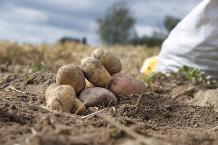 Heap of different types of potatoes in a farm field, low angle view, harvesting and food cultivationの写真素材