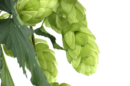 Fresh green hops branch, isolated on a white background. Hop cones with leaf