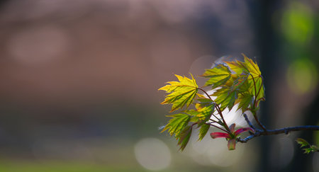 A maple branch with young leaves and inflorescenceâ€™s illuminated by the sun. Concept new...