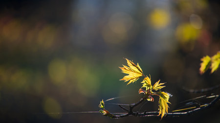 Young maple leaves and flowers illuminated by an early spring sun, wide banner size with place for textの写真素材