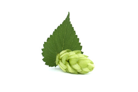Hops cones with leaf, fresh green hops isolated on a white backgroundの写真素材