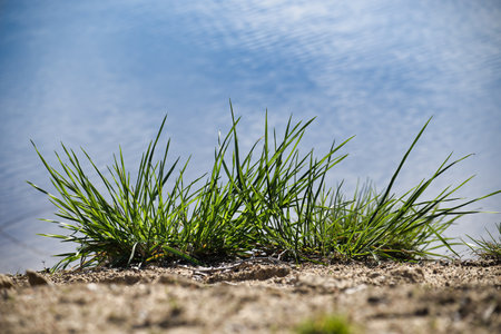 Fresh green spring grass blades in low angle view, selective focusの写真素材