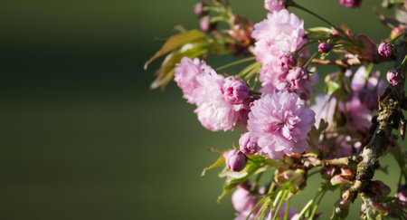 Blooming pink sakura blossoms, spring blossom background with free copy spaceの写真素材