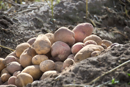 Pile of newly harvested multicolored potatoes in a farm field, concept of food cultivationの写真素材