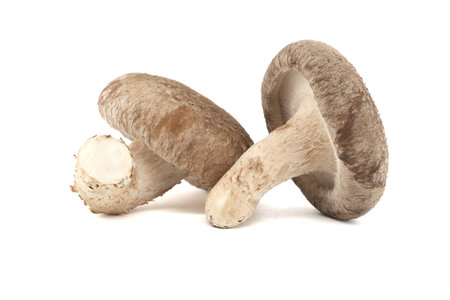 Shiitake mushrooms (Lentinula edodes) isolated on white background. Medicinal herbs and fungiの写真素材