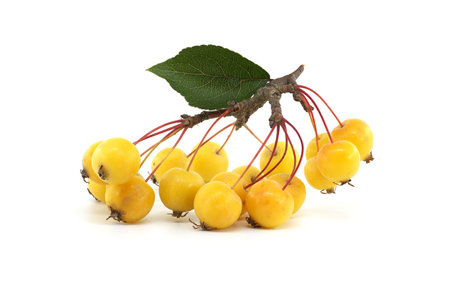 European crab apple or wild apple (Malus sylvestris) isolated on white backgroundの写真素材