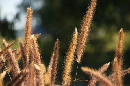 Purple ornamental grasses highlighted by the light of the golden hour against a green grasses as backgroundの写真素材