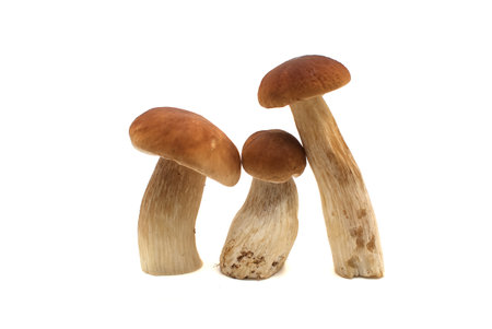 Penny Bun (Boletus edulis) mushrooms clustered together with some overlapping each other. Porcini or cepの写真素材