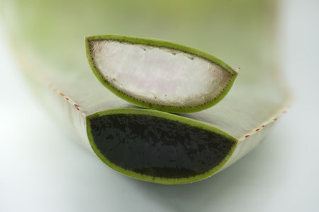 Aloe vera leaf slices showing the inside gel of the plant isolated on white backgroundの写真素材