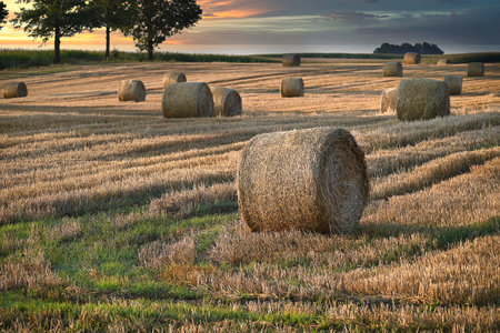 Beautiful rolling landscape, vast field with bales of hay, morning sun is painting the scene in a wonderful orange hueの写真素材