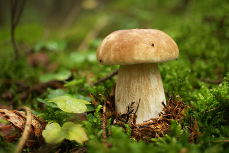 Wild Cep mushroom growing on lush green moss in a forest, low angle view. Boletus edulis, known as the Cep, Porcino or Penny-bun Boleteの写真素材