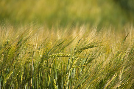 The nature of the field is peaceful and calming, with the yellow barley stalks swaying in the summer breezeの写真素材