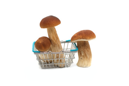 Shopping cart filled with Penny Bun (Boletus edulis) mushrooms, collecting wild mushrooms for dinner. Porcini or cepの写真素材