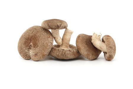 Fresh shiitake mushrooms isolated on white background. Lentinula edodes - medicinal herbs and fungiの写真素材