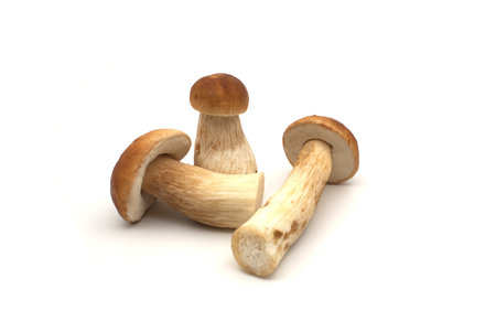 Penny Bun (Boletus edulis) mushrooms isolated on white background. Common names: penny bun, king bolete, porcini, cepの写真素材