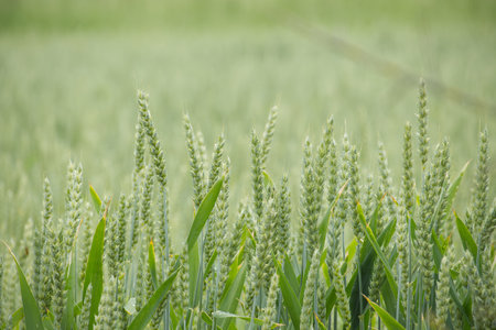 The close-up perspective gives a detailed look into become ripe the field of wheat in the summerの写真素材