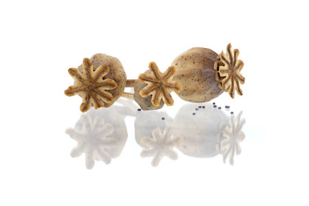 Dried poppy seed pods isolated on white background, full depth of field with reflectionの写真素材