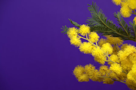 Acacia dealbata, silver wattle or mimosa flowers in close-up over blue background. Mimosa (silver wattle) branchの素材 [FY310209409106]