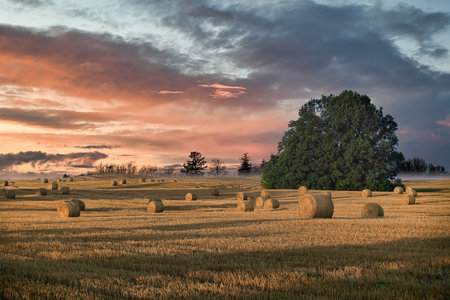 Rural life and agriculture, highlighting elements such as a farm, grassland, and the process of harvest under a sky filled with clouds, suggesting the possibility of an impending sunset or sunriseの写真素材
