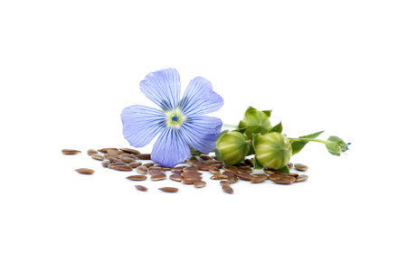 Blue flax blossom and heap of seeds in close up isolated on white backgroundの写真素材