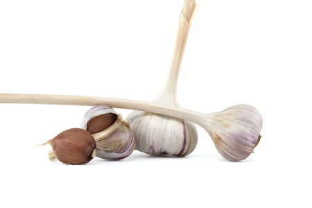 Freshly harvested garlic bulbs and cloves isolated on white backgroundの写真素材