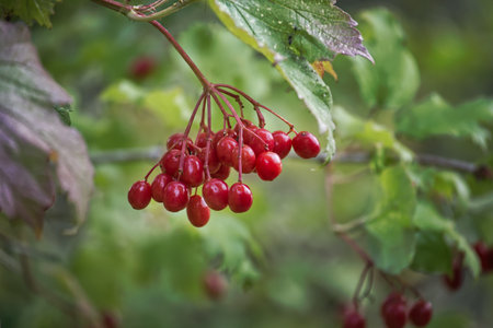 Vibrant bunch of red Viburnum opulus or guelder rose berries on a branch of a tree, surrounded by the vivid hues of green leavesの写真素材