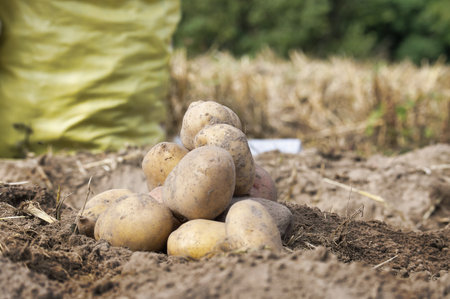 Heap of newly dug or harvested potatoes in a low angle view on rich brown earth in a concept of food cultivationの写真素材