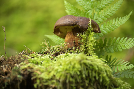 Wild Imleria badia (Boletus badius) mushroom growing on lush green moss in a forest, low angle view. Bay Boleteの写真素材