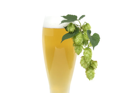 Close up glass of beer with branch hops cones isolated on white background, beer brewing ingredients