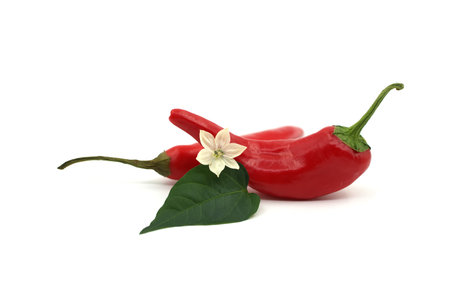 Green leaf with a white flower and red chili peppers isolated on white backgroundの写真素材