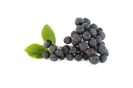 Black chokeberry or aronia berries, isolated on white background, can be used to make wine, jam, syrup, juice, soft spreads, tea, salsa, extracts, beer, ice cream, gummies and tincturesの写真素材