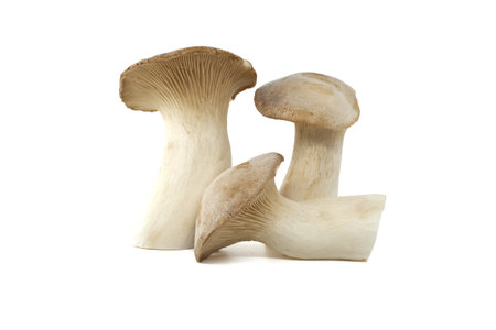 Pleurotus eryngii mushroom isolated on white background, also known as king trumpet mushroom, French horn mushroom, eryngi, king oyster mushroom, king brown mushroomの写真素材