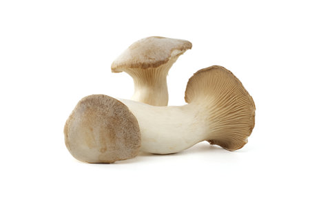 Pleurotus eryngii mushroom isolated on white background, also known as king trumpet mushroom, French horn mushroom, eryngi, king oyster mushroom, king brown mushroomの写真素材