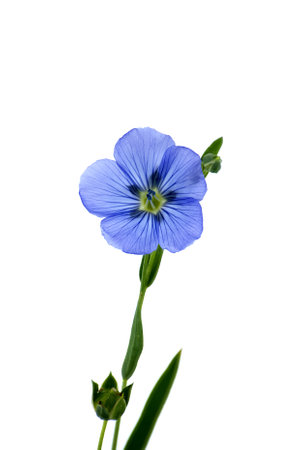 Vibrant blue common flax flower isolated on white backgroundの写真素材
