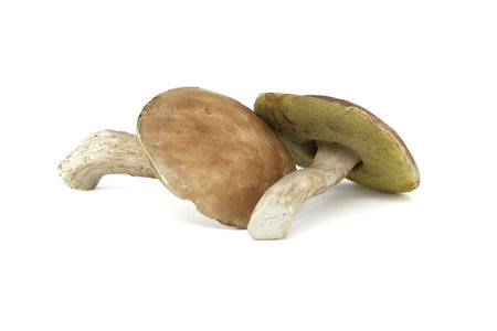 Boletus edulis, Cep or penny bun mushroom isolated on white background, edible and medicinal mushroomsの写真素材