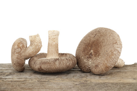 Shiitake mushrooms on a aged wood surface in front of a white background. Lentinula edodes - medicinal herbs and fungiの写真素材