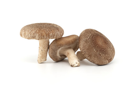 Shiitake mushrooms (Lentinula edodes) isolated on white background. Medicinal herbs and fungiの写真素材