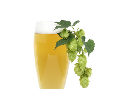 Glass of beer with branch hops cones in close up isolated on white background, beer brewing ingredientsの写真素材