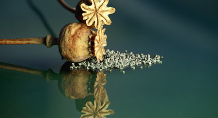 Close-up of the dried poppy seed heads contrast nicely against the darker tones in the background,...