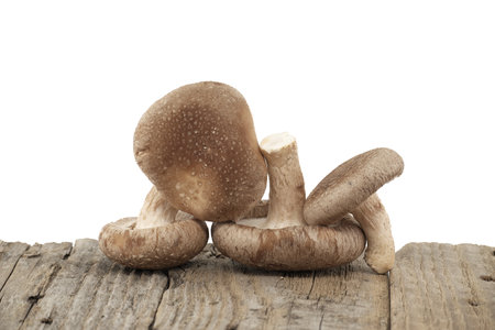 Shiitake mushrooms on a aged wood surface in front of a white background. Lentinula edodes - medicinal herbs and fungiの写真素材