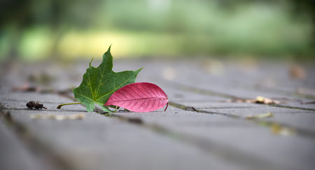 Red and green leaves fallen on the footpath, leaf's vibrant color contrasts starkly against the footpath grey-green hues, adding a touch of autumnal warmth to the sceneの写真素材
