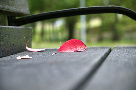 Red leaf has fallen onto a wooden bench typical of a quiet and undisturbed corner of a parkの写真素材