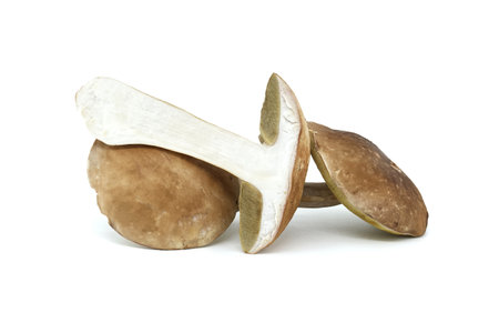 Penny Bun or Boletus edulis, Cep mushroom isolated on white background, edible and can be used as medicinal mushrooms as wellの写真素材