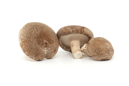 Fresh shiitake mushrooms isolated on white background. Lentinula edodes - medicinal herbs and fungiの写真素材