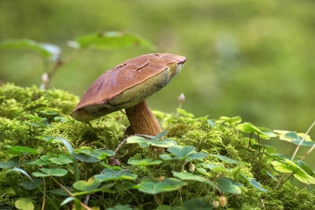 Low angle view of a Pine Bolete or bay bolete mushroom growing on lush green moss in a forestの写真素材
