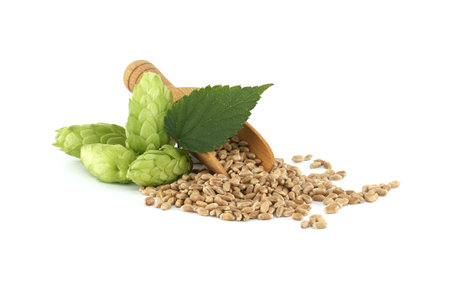 Fresh green hops cones and wooden scoop filled with grains isolated on white background, beer brewing ingredientsの写真素材