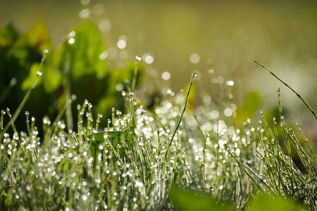 Close up of grass in field, with droplets of water scattered across the blades of grass. The blades of grass glistening on the surface. The droplets of water reflect the surrounding area of the fieldの写真素材