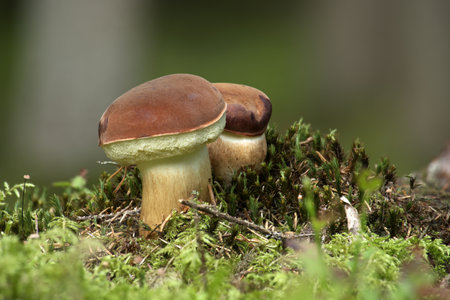 Wild Pinewood king bolete or pine bolete mushroom growing on lush green moss in a forestの写真素材