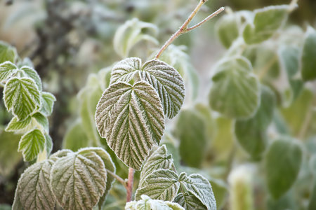 Green raspberry leaves covered in winter frost in a close up view conceptual of the seasons and weatherの写真素材
