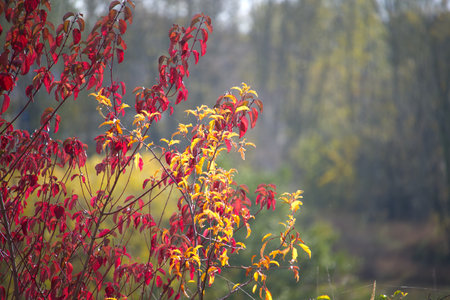 Tree branches creating a complex network of lines and shapes rich in autumnal warm tones essence of nature during the fall seasonの写真素材